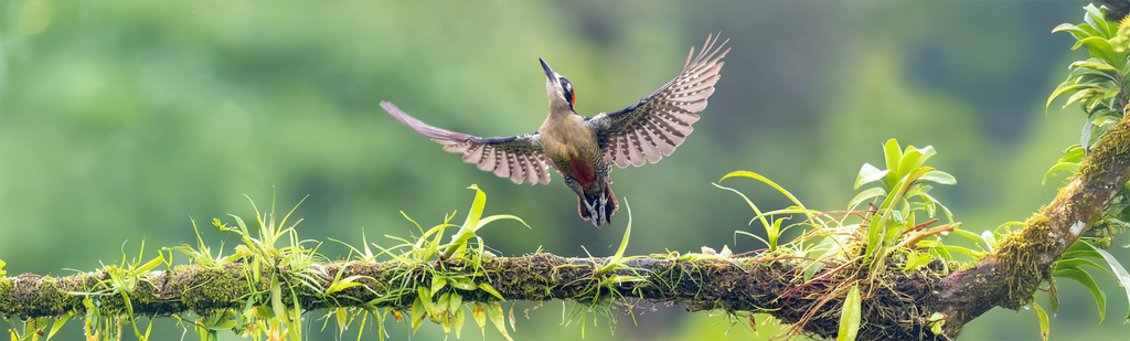 Taking Flight: How GreenBirdi Sources Sustainable Brands & Products You Can Trust